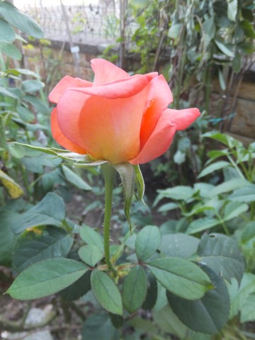 Name:  DSCF5331.jpg
Views: 322
Size:  57.3 KB