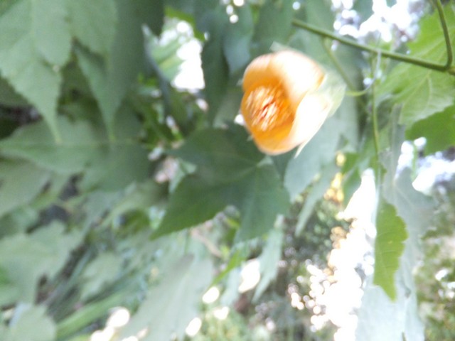 Name:  DSCF5333.jpg
Views: 348
Size:  64.5 KB
