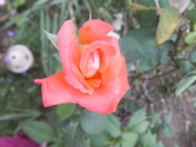 Name:  DSCF5330.jpg
Views: 336
Size:  59.2 KB