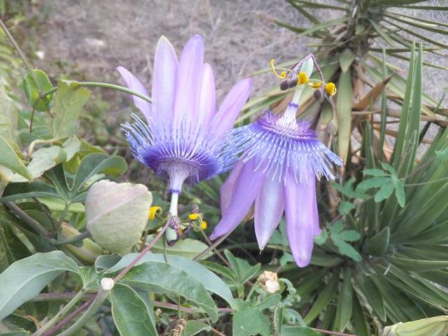 Name:  DSCF5335.jpg
Views: 329
Size:  53.4 KB