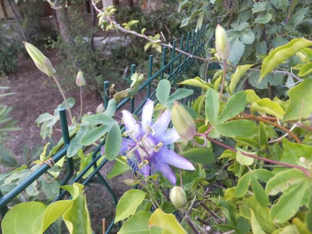Name:  DSCF5339.jpg
Views: 331
Size:  60.5 KB