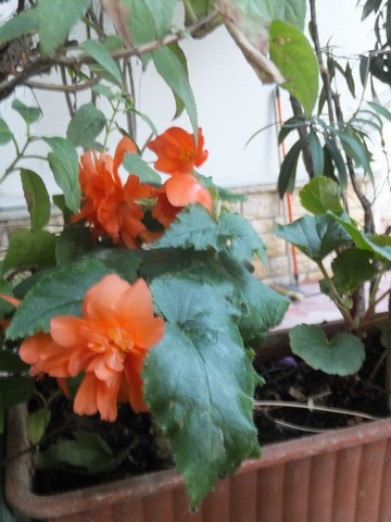 Name:  DSCF5344.jpg
Views: 330
Size:  62.0 KB