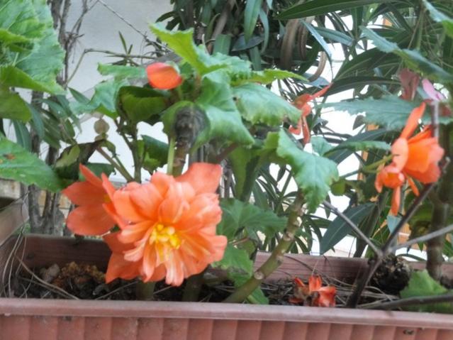 Name:  DSCF5345.jpg
Views: 322
Size:  54.0 KB