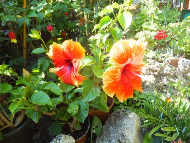 Name:  DSCF5354.jpg
Views: 337
Size:  68.6 KB
