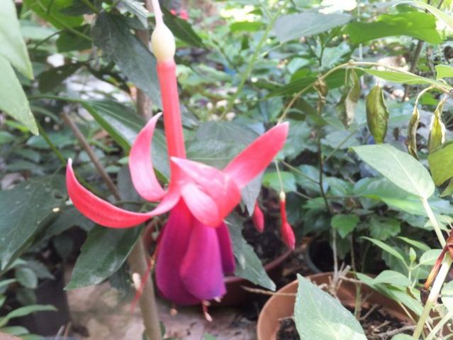 Name:  DSCF5369.jpg
Views: 563
Size:  50.1 KB