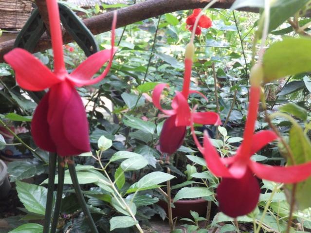 Name:  DSCF5370.jpg
Views: 571
Size:  61.0 KB
