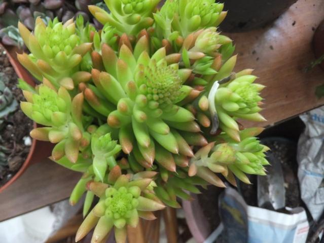 Name:  DSCF5376.jpg
Views: 324
Size:  44.5 KB