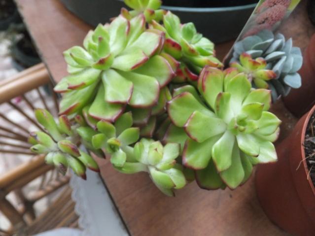 Name:  DSCF5380.jpg
Views: 337
Size:  37.8 KB
