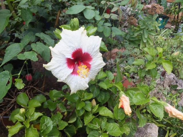 Name:  DSCF5382.jpg
Views: 308
Size:  63.3 KB