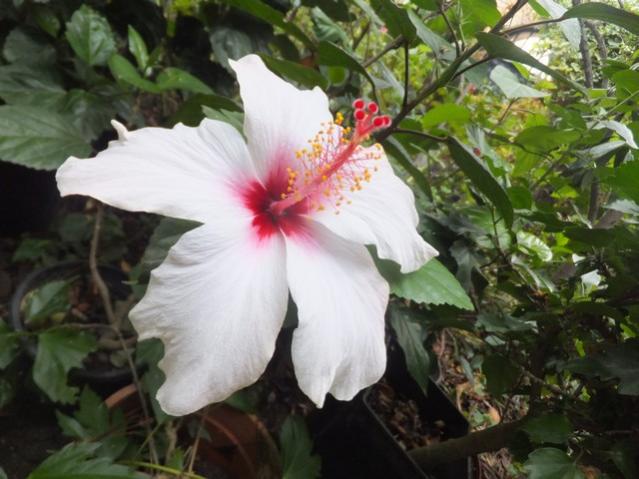Name:  DSCF5389.jpg
Views: 297
Size:  46.9 KB
