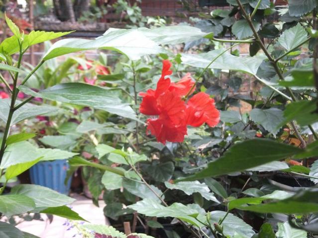 Name:  DSCF5390.jpg
Views: 335
Size:  59.3 KB