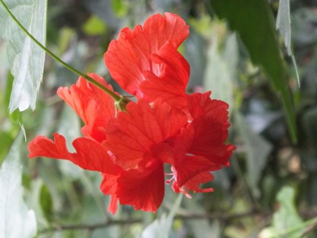 Name:  DSCF5391.jpg
Views: 290
Size:  33.3 KB