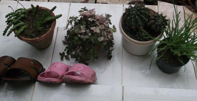 Name:  DSCF6309.jpg
Views: 457
Size:  34.5 KB