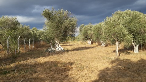 Name:  arka3.jpg
Views: 846
Size:  65.0 KB