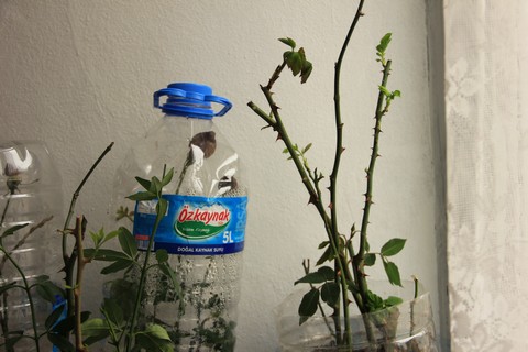 Name:  IMG_4843.jpg
Views: 826
Size:  63.7 KB