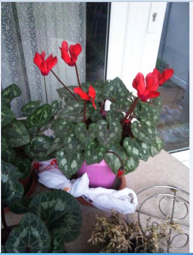 Name:  Ekran Alnts1.JPG
Views: 384
Size:  44.6 KB