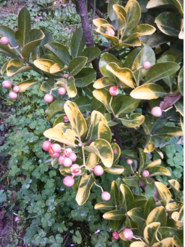 Name:  Ekran Alnts9.JPG
Views: 457
Size:  58.2 KB