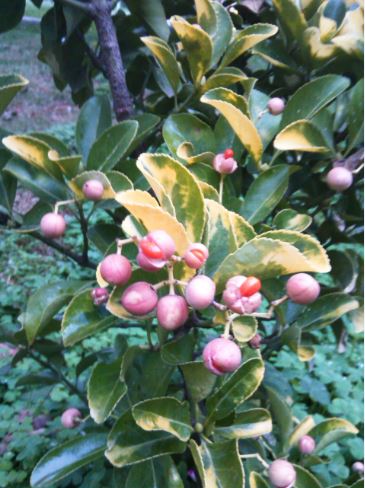 Name:  Ekran Alnts10.JPG
Views: 451
Size:  50.2 KB