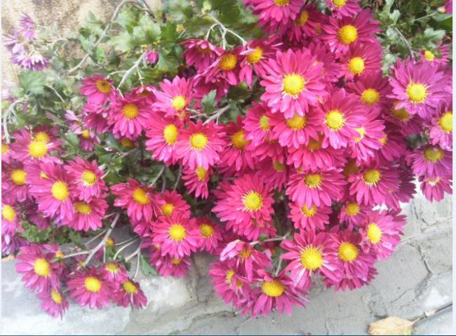 Name:  Ekran Alnts12.jpg
Views: 811
Size:  69.4 KB