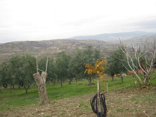 Name:  bahe2.jpg
Views: 1304
Size:  32.6 KB