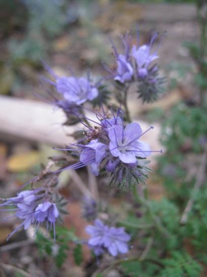 Name:  fazelya1.jpg
Views: 1279
Size:  25.7 KB