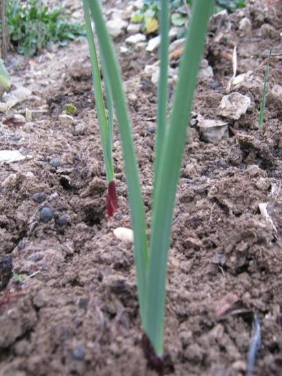 Name:  soanl iris.jpg
Views: 1234
Size:  49.8 KB