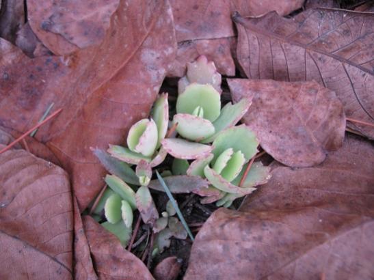 Name:  kalanchoe laetivirens.jpg
Views: 1141
Size:  35.9 KB