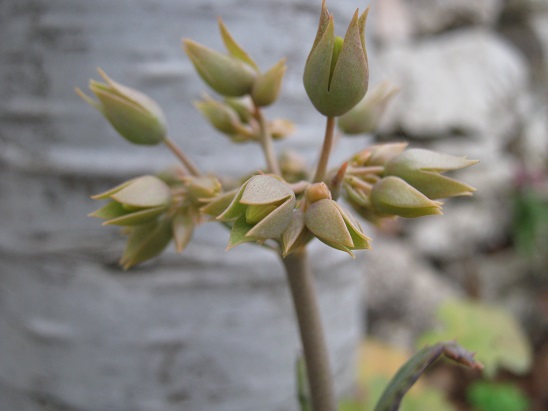 Name:  kalanchoe tubiflora1.jpg
Views: 1073
Size:  55.5 KB