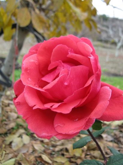 Name:  gl.jpg
Views: 1303
Size:  30.4 KB