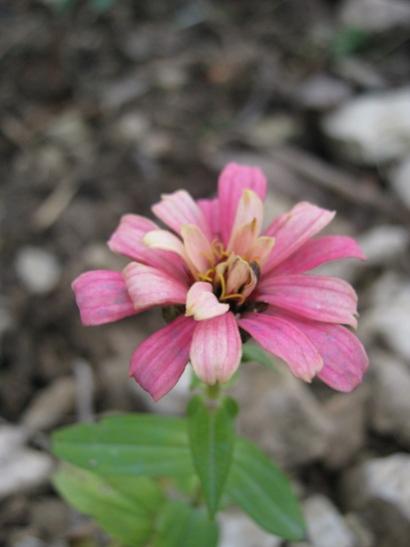 Name:  zinnia.jpg
Views: 1272
Size:  22.1 KB