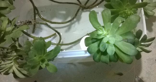 Name:  sedum palmeri1.jpg
Views: 906
Size:  28.9 KB