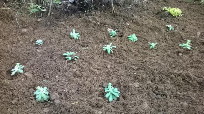 Name:  sedum palmeri2.jpg
Views: 900
Size:  60.5 KB