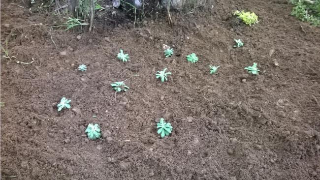 Name:  sedum palmeri3.jpg
Views: 952
Size:  61.3 KB