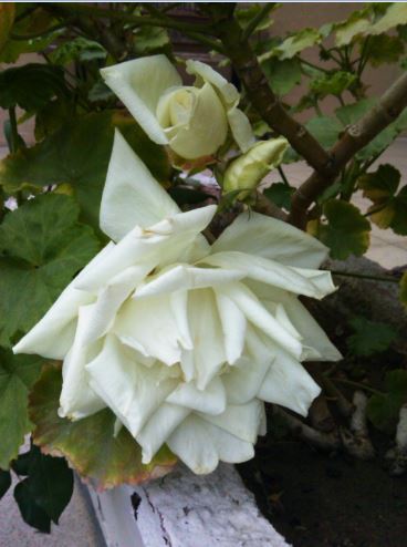 Name:  Ekran Alnts1.JPG
Views: 570
Size:  37.3 KB