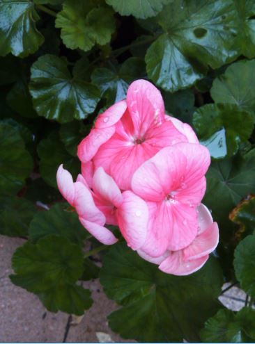 Name:  Ekran Alnts4.JPG
Views: 714
Size:  35.8 KB