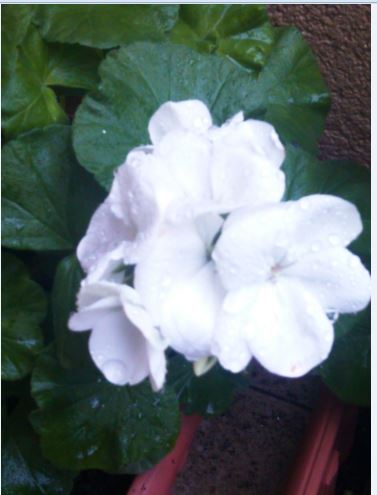 Name:  Ekran Alnts5.JPG
Views: 686
Size:  31.8 KB
