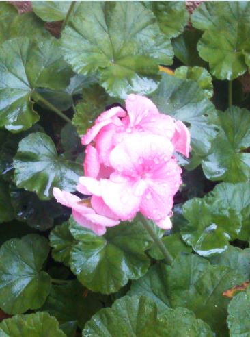 Name:  Ekran Alnts6.JPG
Views: 630
Size:  41.4 KB