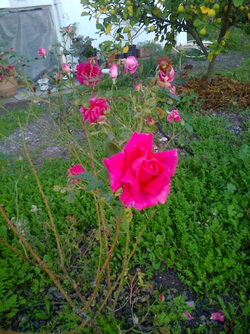 Name:  Fotoraf1770.jpg
Views: 791
Size:  77.2 KB