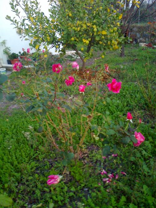 Name:  Fotoraf1769.jpg
Views: 811
Size:  76.9 KB