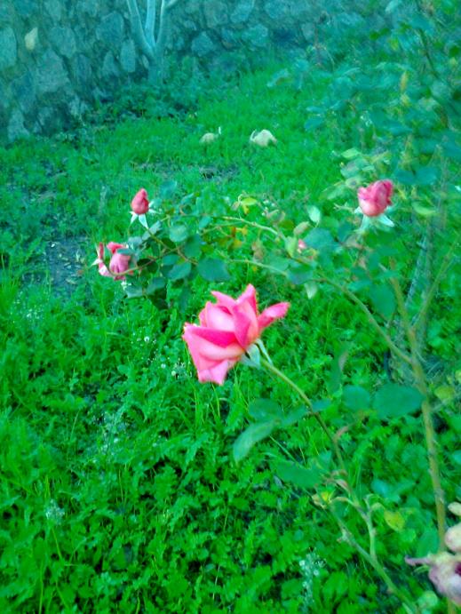 Name:  Fotoraf1772.jpg
Views: 777
Size:  76.1 KB