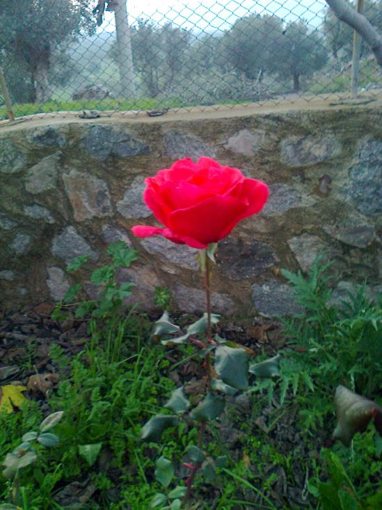 Name:  Fotoraf1774.jpg
Views: 799
Size:  73.7 KB
