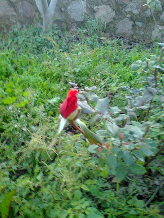 Name:  Fotoraf1775.jpg
Views: 780
Size:  74.9 KB