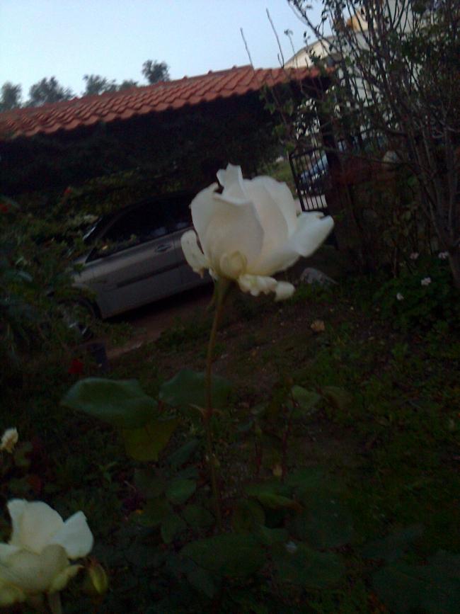 Name:  Fotoraf1783.jpg
Views: 795
Size:  57.9 KB