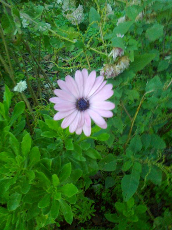 Name:  Fotoraf1777.jpg
Views: 791
Size:  71.9 KB