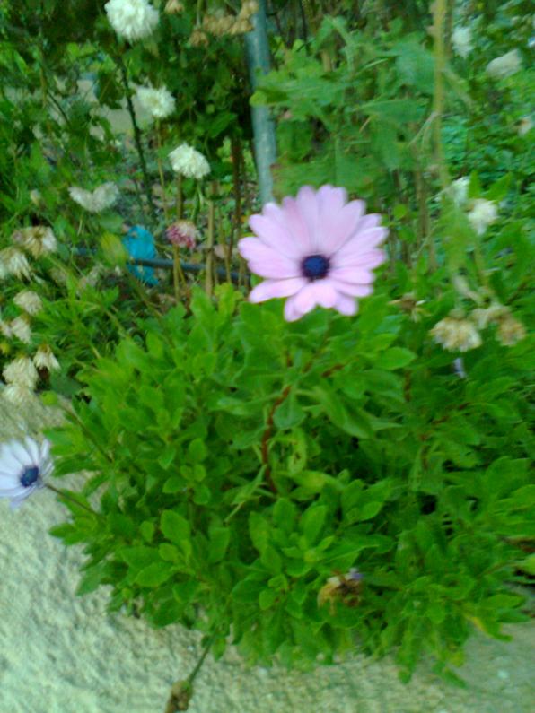 Name:  Fotoraf1776.jpg
Views: 769
Size:  72.9 KB