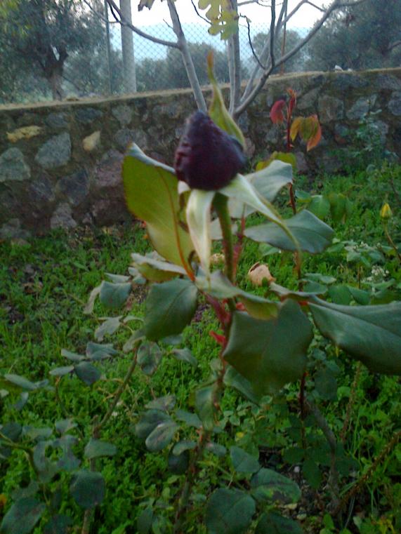 Name:  Fotoraf1773.jpg
Views: 757
Size:  73.4 KB