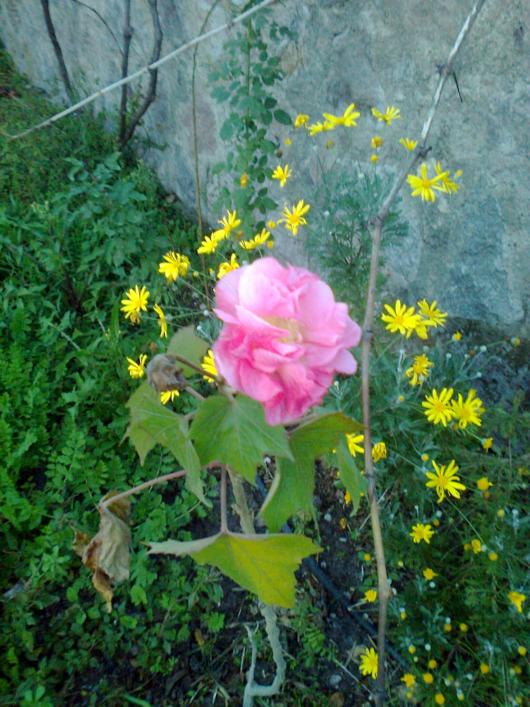 Name:  Fotoraf1781.jpg
Views: 819
Size:  76.2 KB