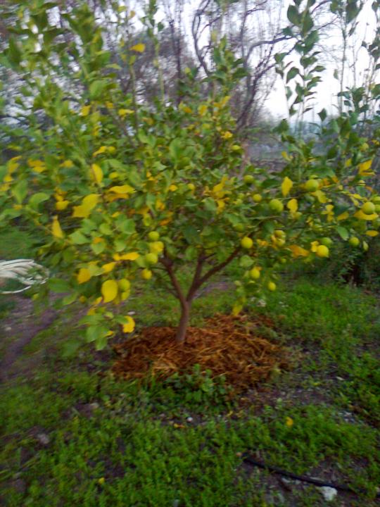Name:  Fotoraf1780.jpg
Views: 838
Size:  75.3 KB