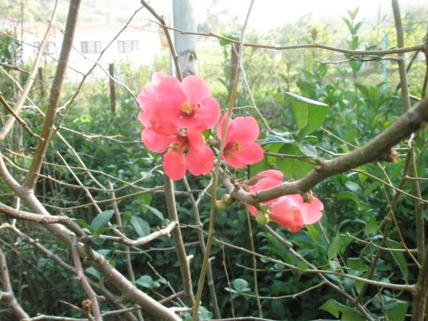 Name:  PB161340.jpg
Views: 1056
Size:  58.0 KB