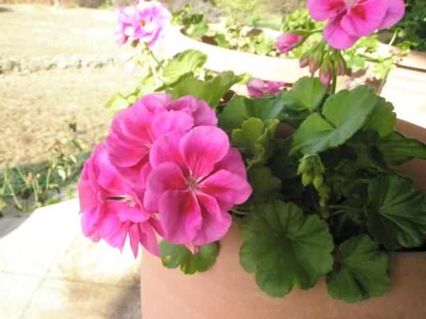Name:  PB161334.jpg
Views: 1270
Size:  37.6 KB